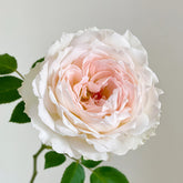 Light Makeup Rose